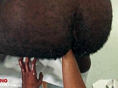 Een getatoeëerde ibenenbeer krijgt zijn grote gat gevuld met een vuist